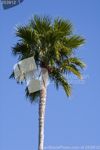 Image of Palm Tree