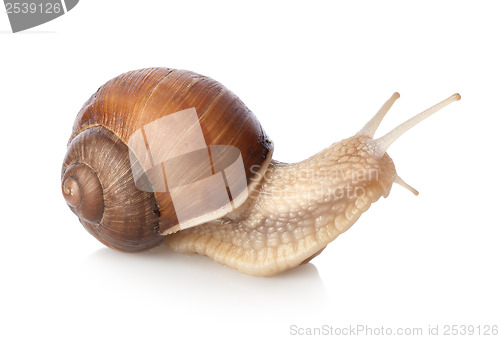 Image of Snail