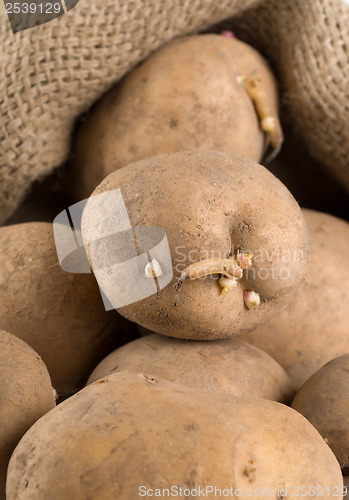 Image of Old potatoes in a bag