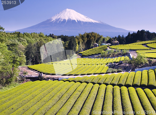 Image of Green tea Fields IV