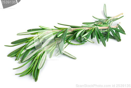 Image of Rosemary