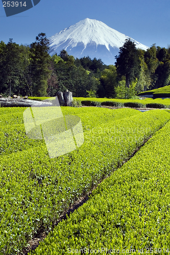 Image of Green tea Fields III