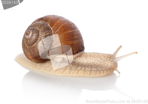 Image of Crawling snail