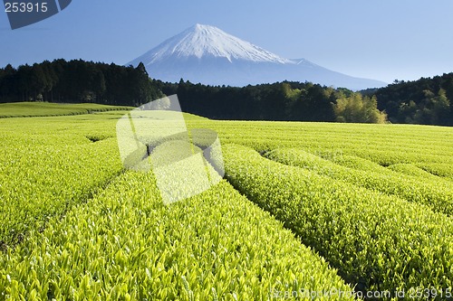 Image of Green Tea Fields V