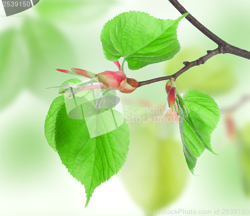 Image of Fresh leaves of Lime