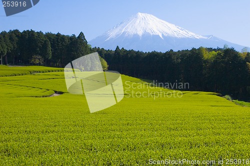 Image of Green tea Fields VI