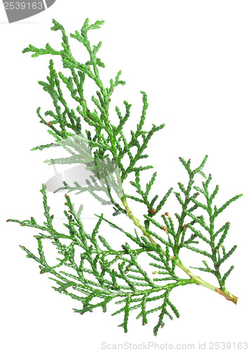 Image of Branch thuja