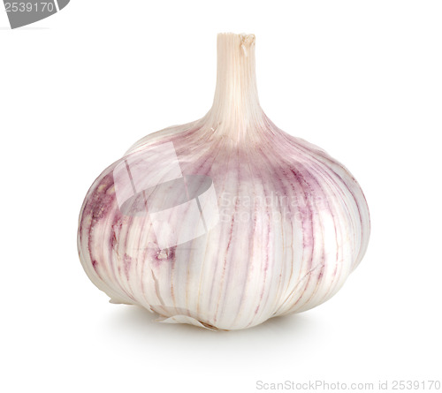 Image of Garlic