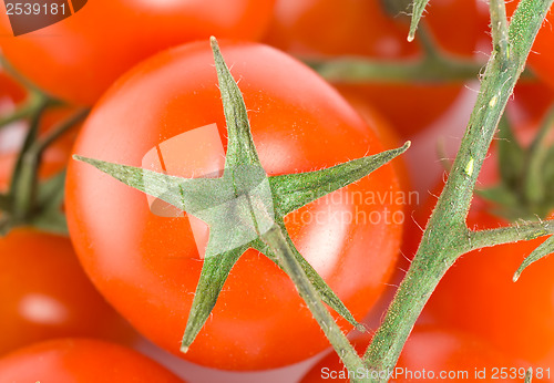 Image of Bunch tomatoes