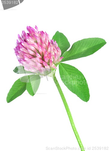 Image of Red clover