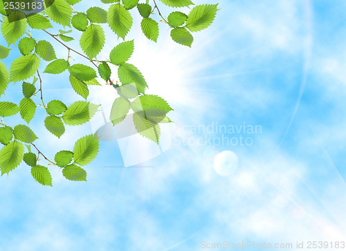 Image of Green leaf opposite sun