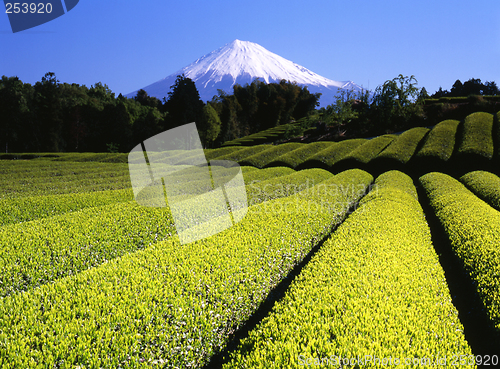 Image of Green tea Fields VII