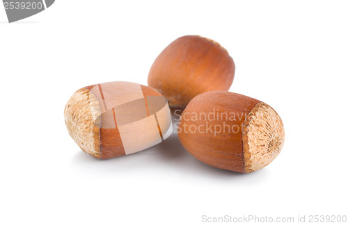 Image of Three ripe hazelnuts