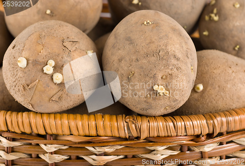 Image of Raw potatoes in wooden basket