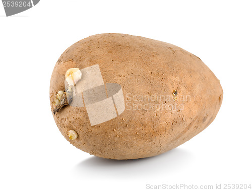 Image of One raw potatoe isolated