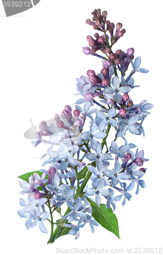 Image of Branch Lilac