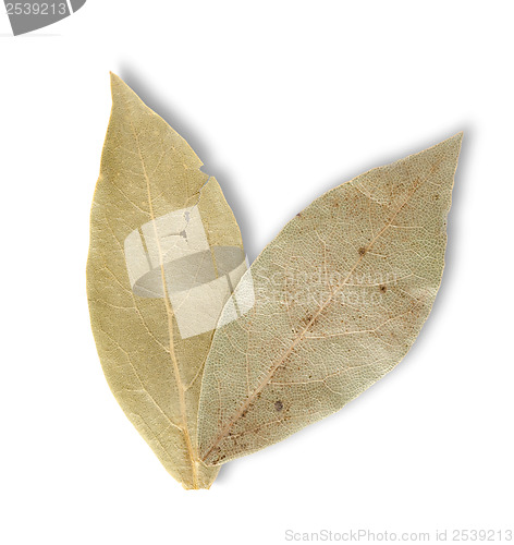 Image of Two bay leaves