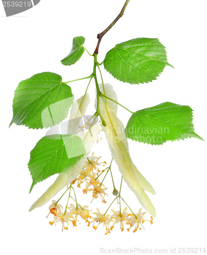 Image of Flowers of linden-tree