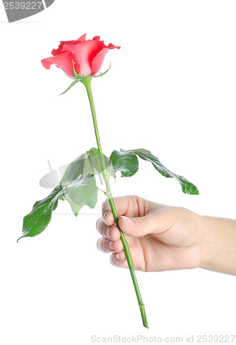 Image of Rose in a hand