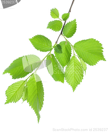 Image of Branch of green leaves