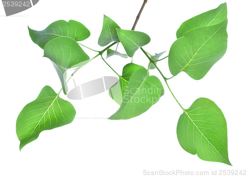 Image of Leaves of lilac 