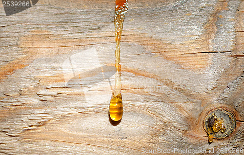 Image of Tree resin