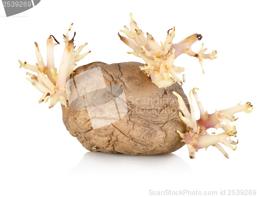 Image of Sprouting potato