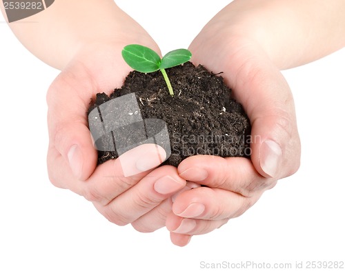 Image of Young plant in hands