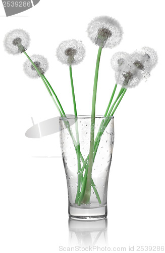 Image of Dandelions in a glass