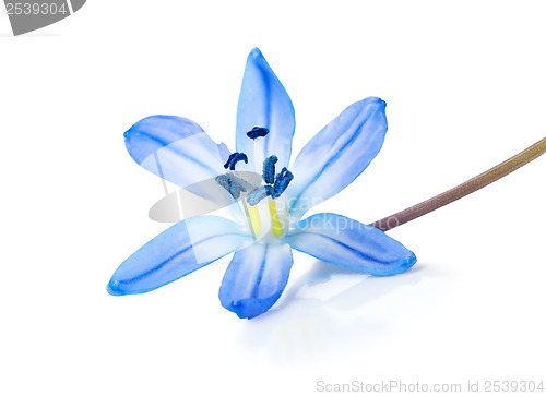 Image of Blue snowdrop isolated