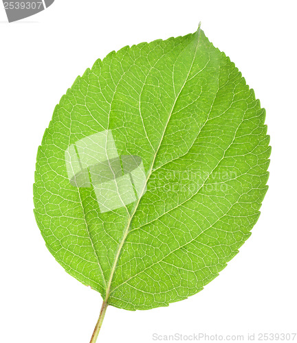 Image of Young leaves 