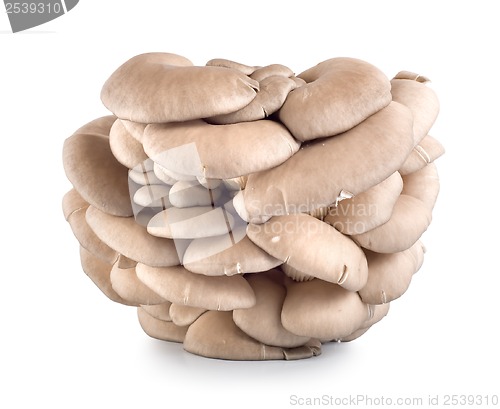 Image of Oyster mushroom isolated on white