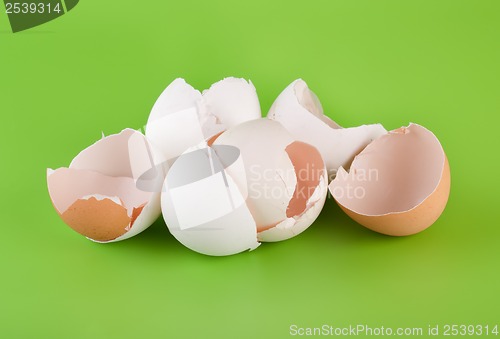 Image of Group pieces of egg shell