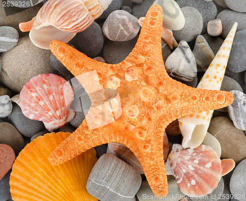 Image of Sea shells and stone