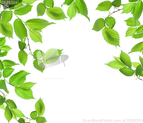 Image of Background from green leaves