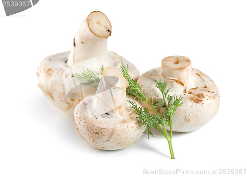 Image of Tree mushrooms and dill