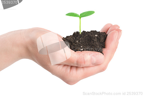 Image of Human hands and young plant isolated