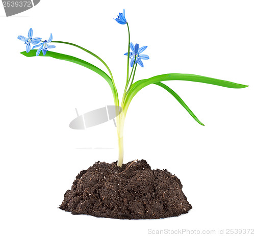 Image of Blue snowdrops isolated