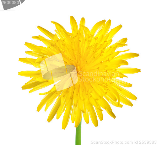 Image of Dandelion close up