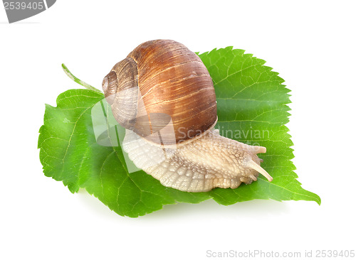 Image of Snail on a green leaf