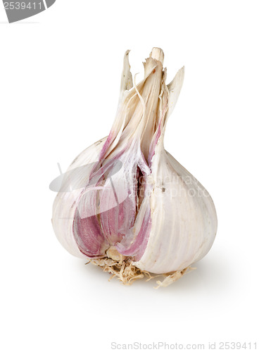Image of Garlic isolated on a white