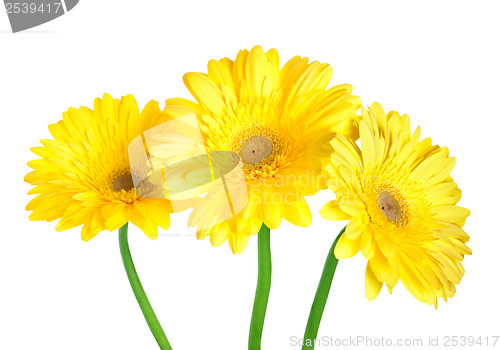 Image of Gerbera