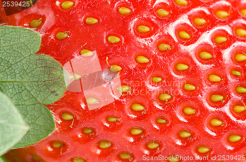 Image of Green leaf and juicy strawberry