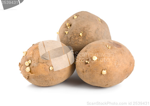 Image of Three raw potatoes
