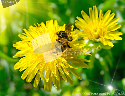 Image of Bee on dandelion