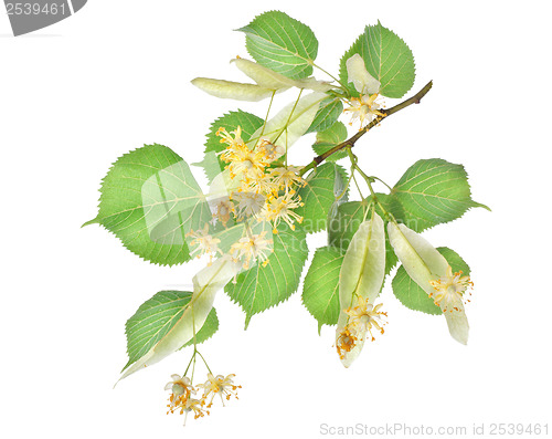 Image of Flowers of linden-tree