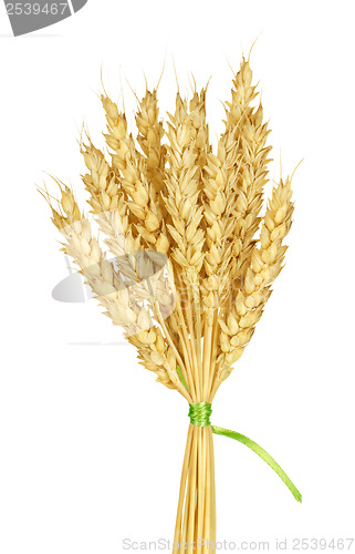 Image of Wheat stems