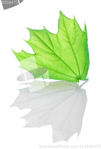 Image of Green maple