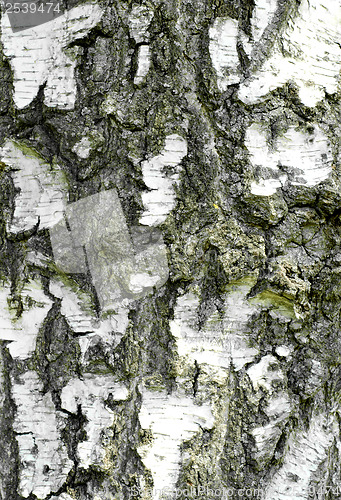 Image of Birch Bark