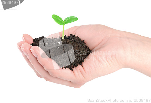 Image of Human hands and young green plant